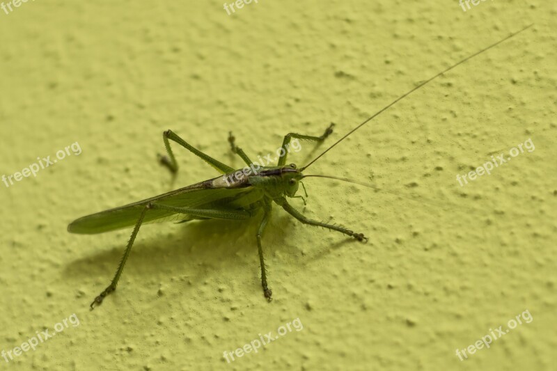 Grasshopper Tettigonia Viridissima Green Insect Viridissima