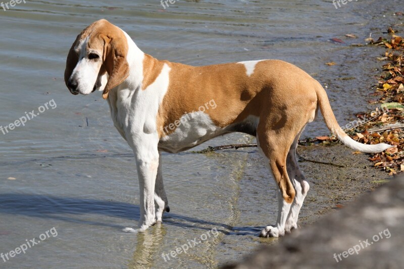 Dog Water Lake Beach Summer