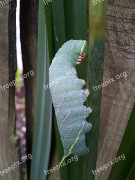 Caterpillar Nature Insect Animal Wildlife