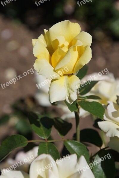 Rose Queen Of Roses Rosaceae Yellow Bright Yellow