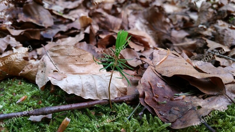 Tree Young Tree Plant Nature Bäumchen