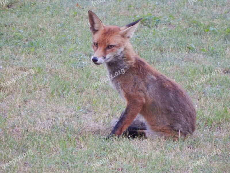 Fuchs Forest Animals Predator Reddish Fur Cute