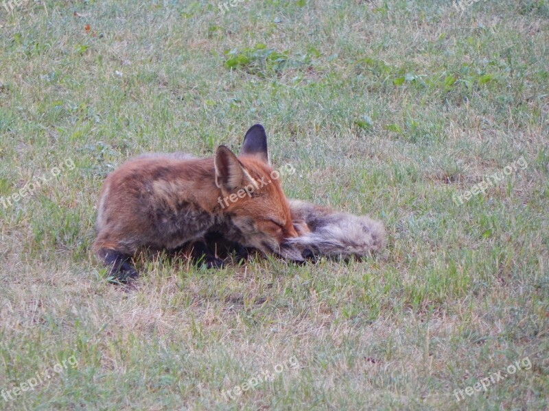 Fuchs Forest Animals Predator Reddish Fur Cute