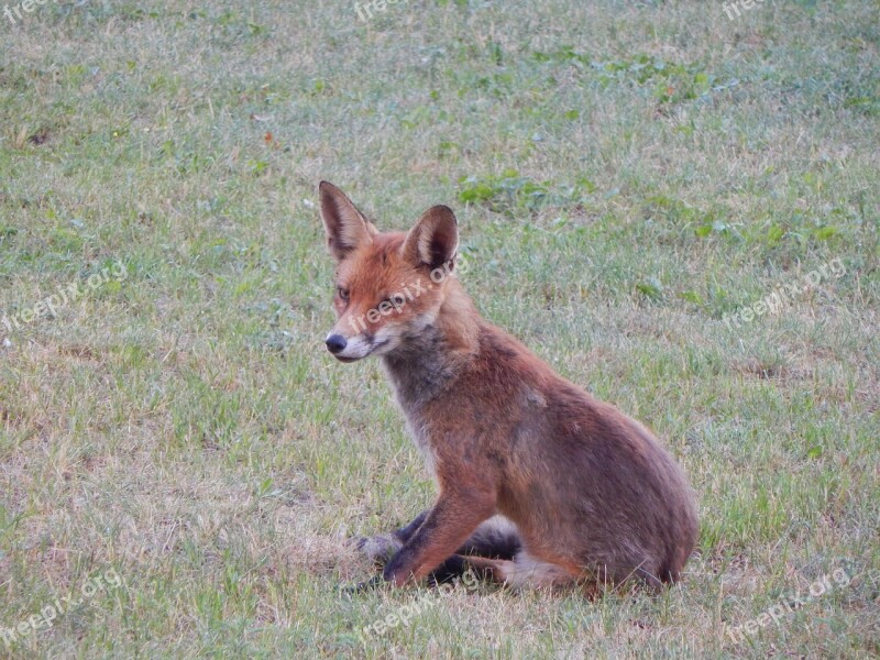 Fuchs Forest Animals Predator Reddish Fur Cute