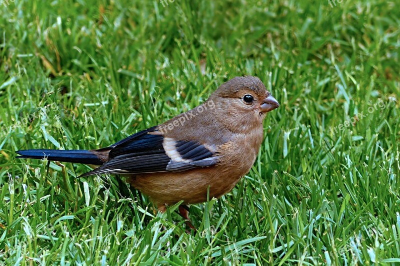 Bird Bullfinch Pyrrhula Female Young