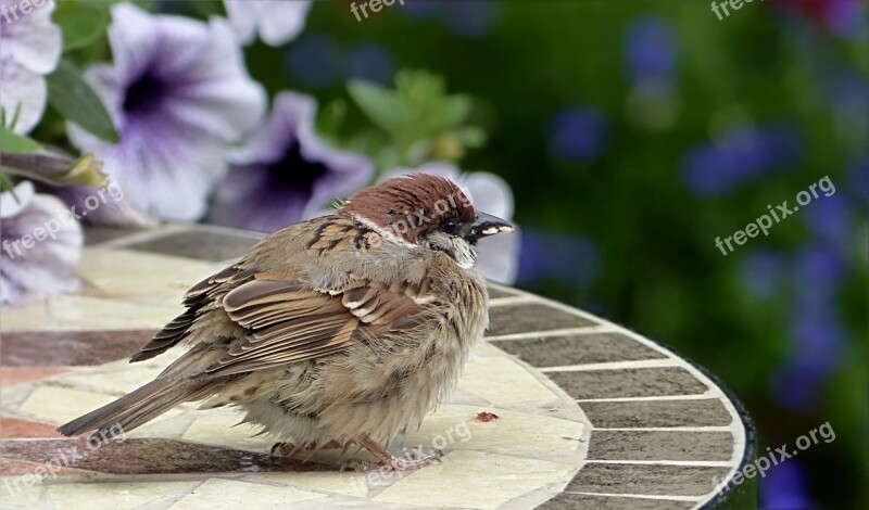 Bird Sparrow Sperling Passer Domesticus Young