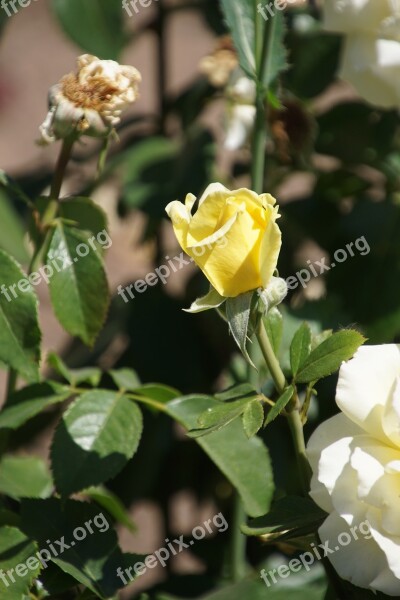 Rose Queen Of Roses Rosaceae Yellow Bright Yellow