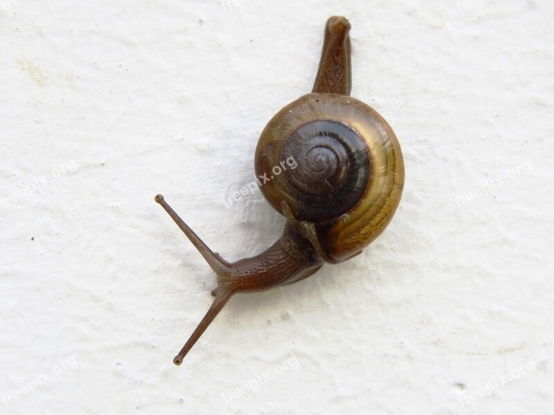 Snail Alone Animal Asphalt Gastropod