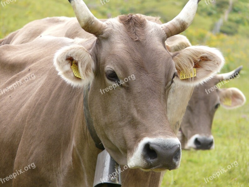 Cows Pastures Mountains Countryside Milk