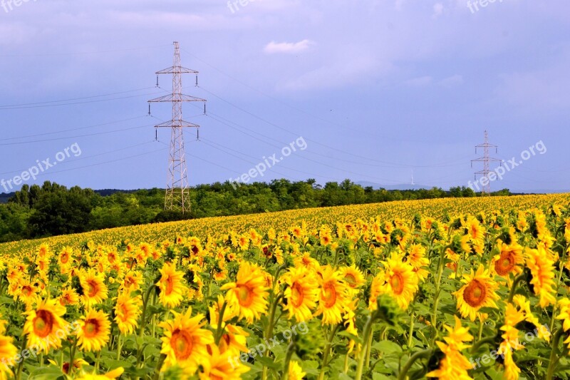 Sunflower Transmission Line Cloud Summer Tv-tower