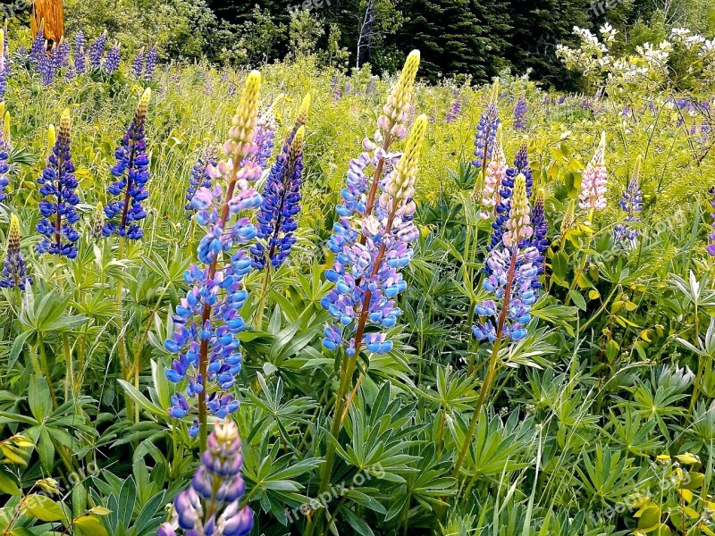 Lupins Wildflowers Spring Bloom Blue