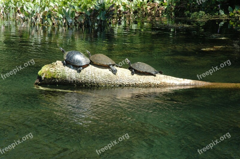 Turtles Silver Spring Nature Wildlife