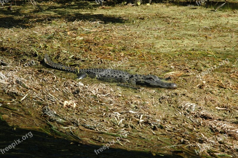 Silver Springs Alligator Florida Silver Springs