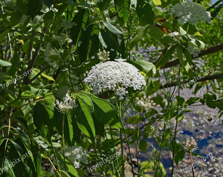 Queen Anne's Lace With Insect Goldenrod Soldier Beetle Wasp Insect Animal