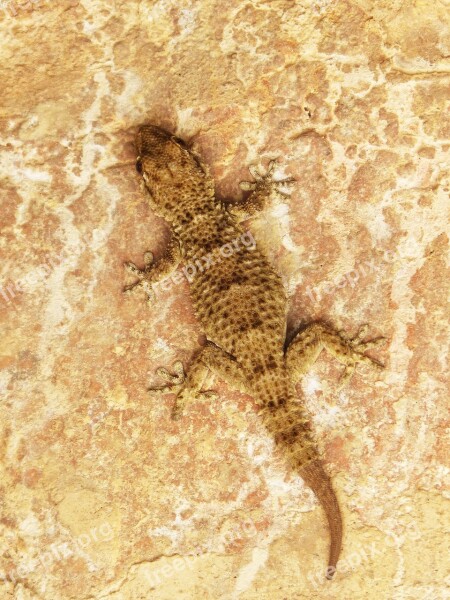 Gecko Dragon Lizard Texture Camouflage