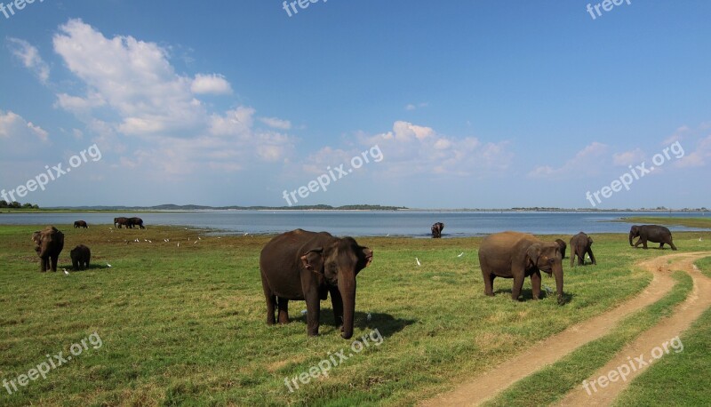 Sri Lanka Elephant Baby Elephant Animal National Park