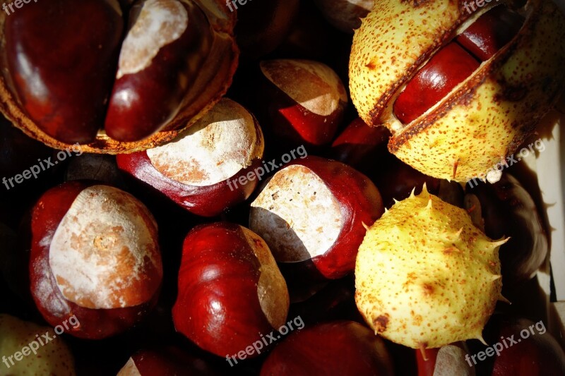 Chestnut Autumn Trees Fruits Buckeye