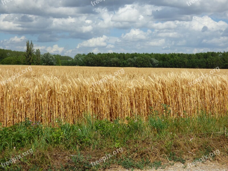 Country Field Tree The Grain Sky