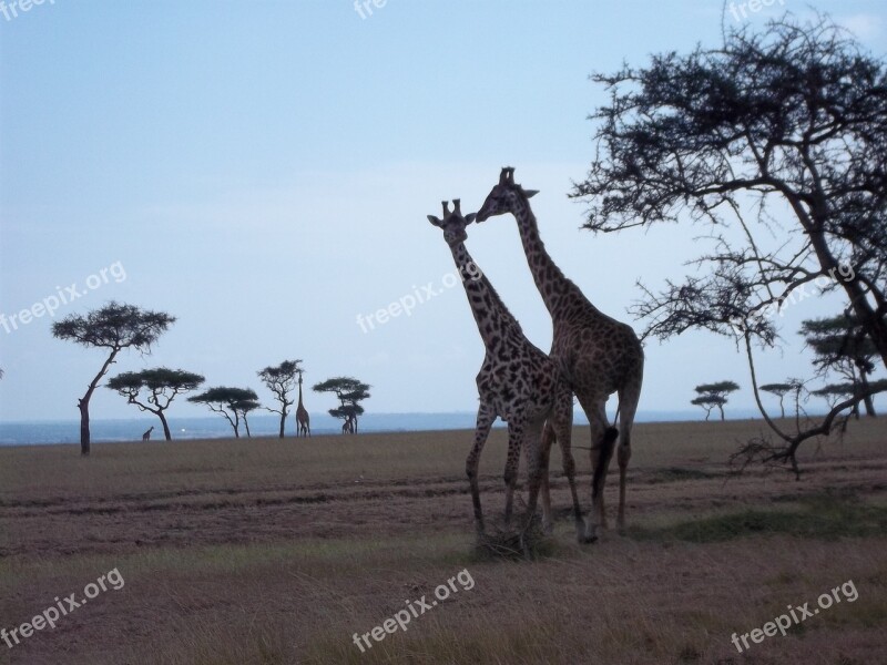 Masai Mara Kenys Free Photos