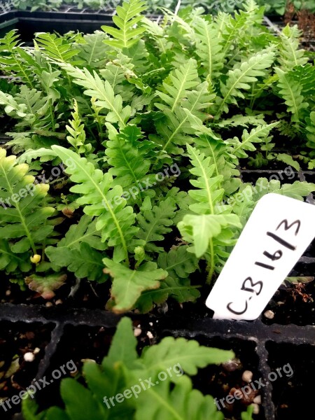 Fern Garden Gardening New Zealand Green