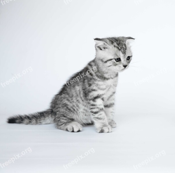 Folded Ears Kittens Short-haired Cats Free Photos