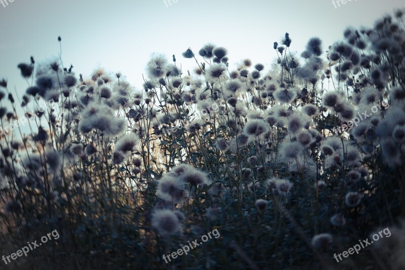 Meadow Field Hay Summer Landscape Photo