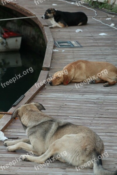 Harbor Port Girne Kyrenia Dog