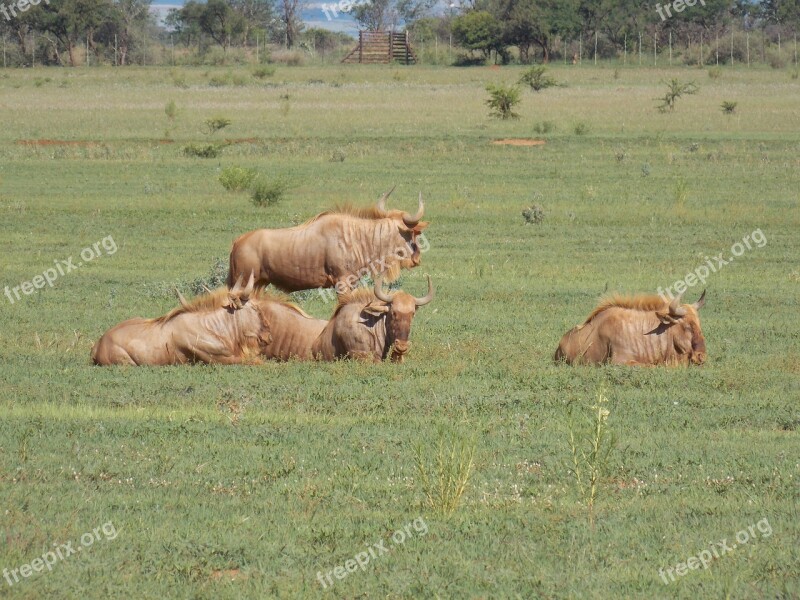 Golden Wildebeest Nature Mammal Golden Wildebeest