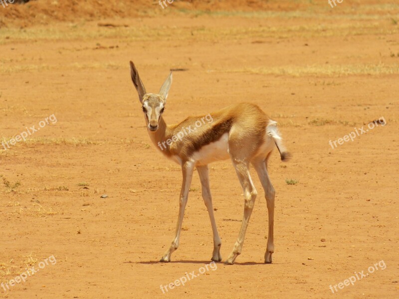 Springbok Gazelle African Wildlife Animal