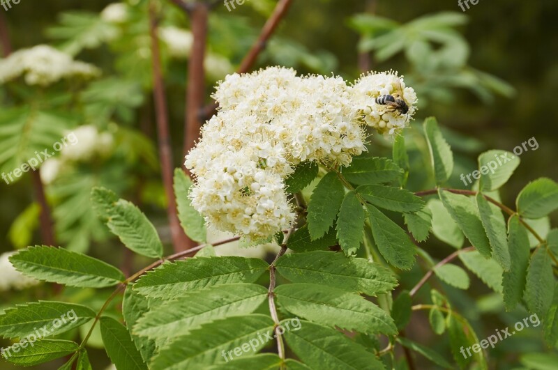 Tree Bloom Plant Branch Nature