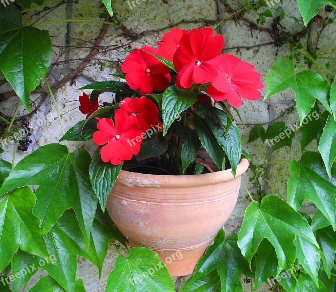 Wallflower Impatiens Potted Flower Tile Flower Pot