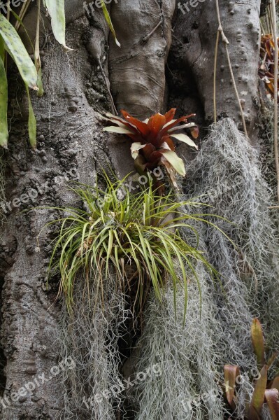 Parasite Parasitic Plants Host Snort Tree