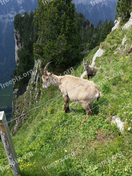 Beatenberg Niederhorn Capricorn Free Photos