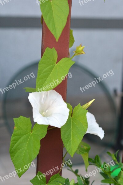 Bindweed Yunki White Flower Blooming