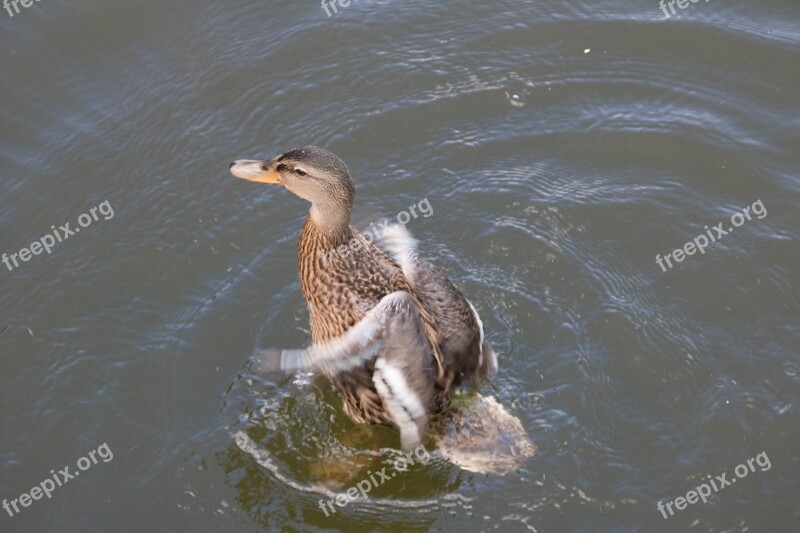 Duck Water Pond Swannery Casting