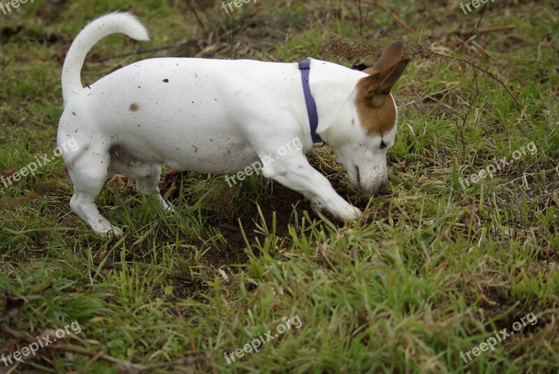 Dog Grass Earth Jack-russell-terrier Free Photos