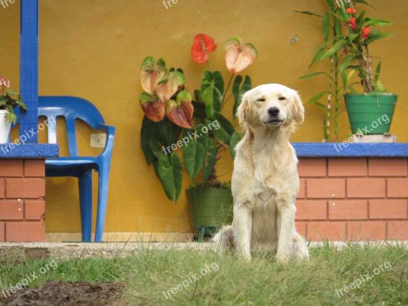 Animals Of The Field Portrait Animal