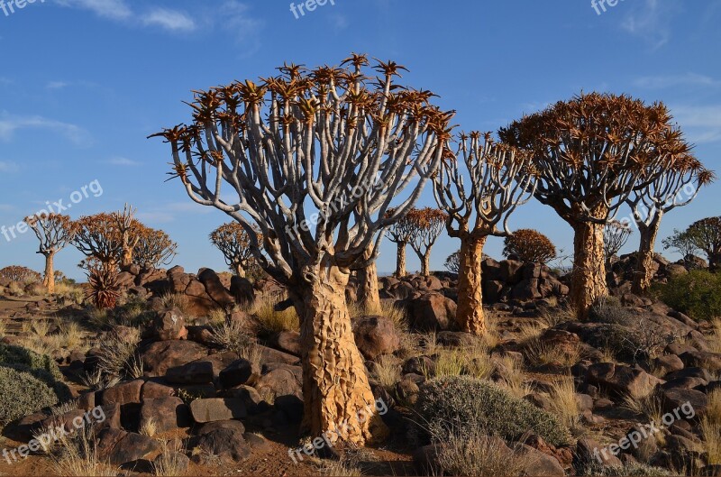 Quiver Tree Africa Namibia Landscape Free Photos