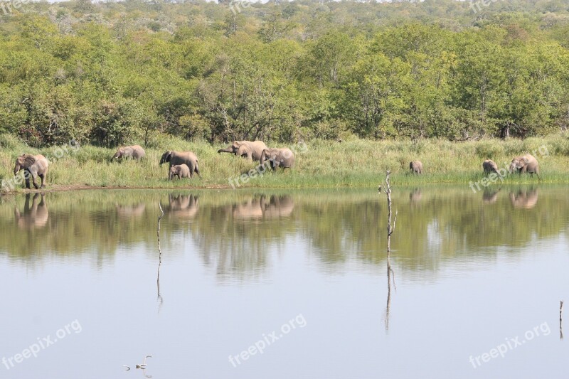 Elephants South Africa Safari Elephants Family Kruger Park