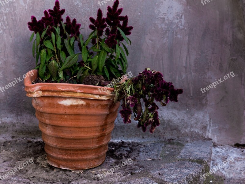 Flowerpot Plant Flowers Leaves Flower