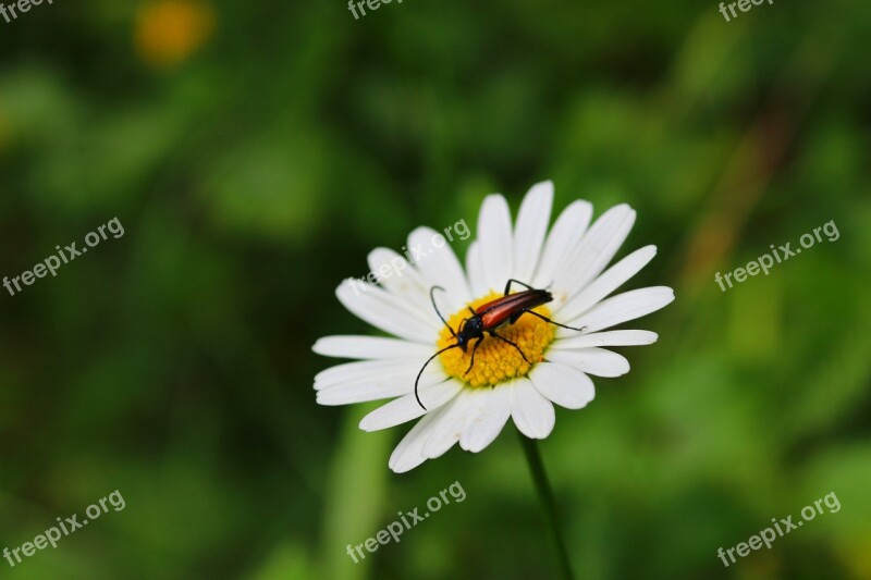 Chamomile Beetle Flower Summer Sunny