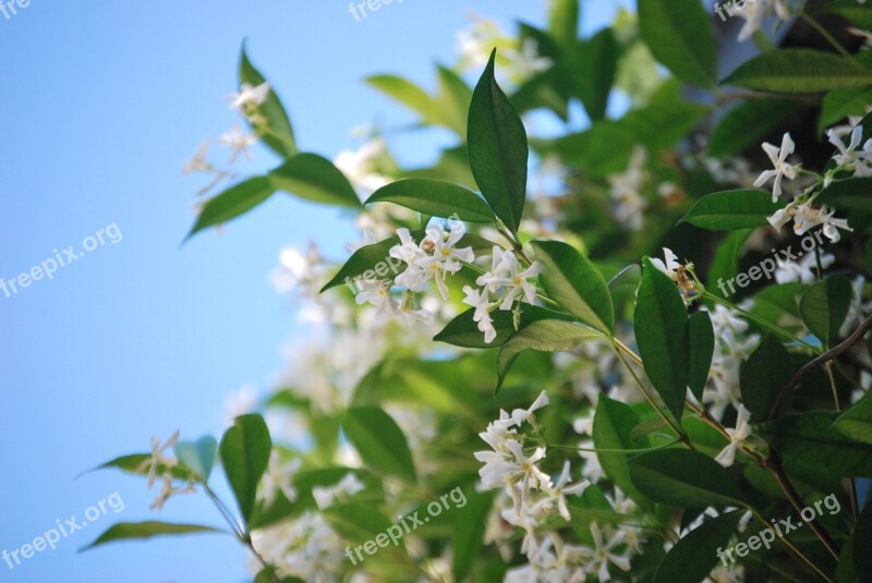 Flower Jasmine Nature Green Free Photos