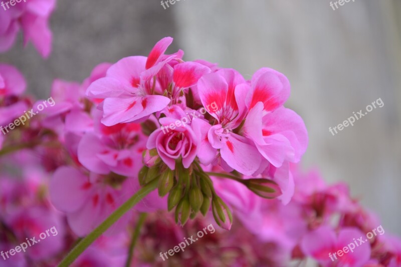 Geranium Flower Pink Garden Color Pink