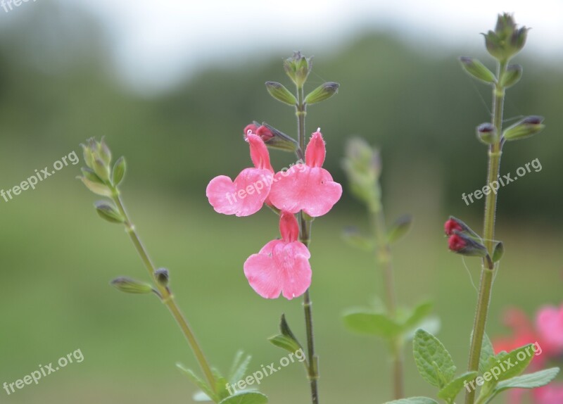 Flower Sage Plant Sage Nature Pink