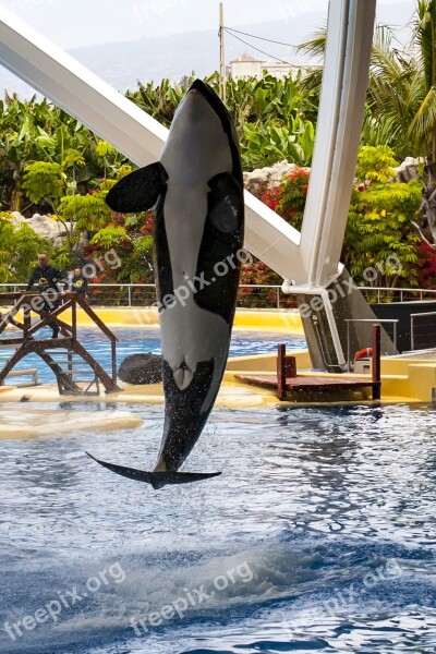 Canary Islands Tenerife Loro Park Orca Killer