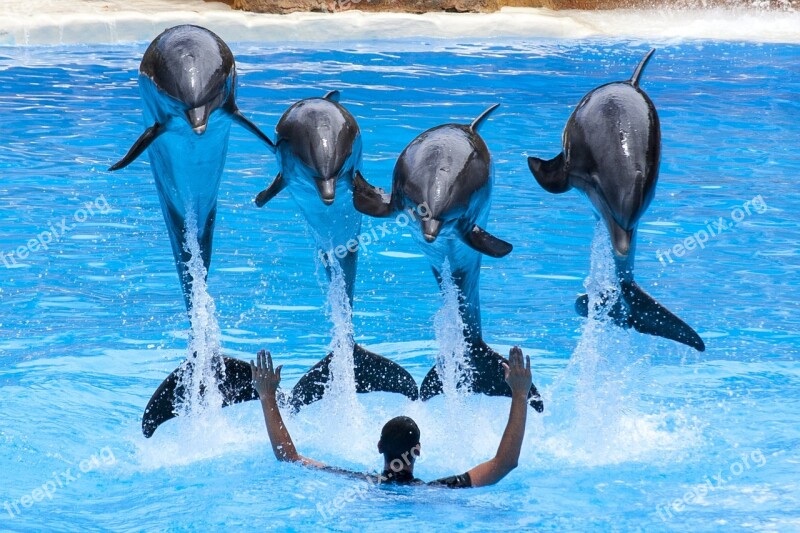 Canary Islands Tenerife Loro Park Dolphins Dolphin Show