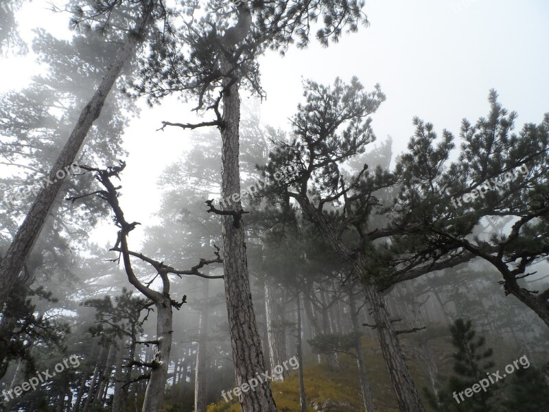 Crimea Ai-petri Mountains Forest Fog