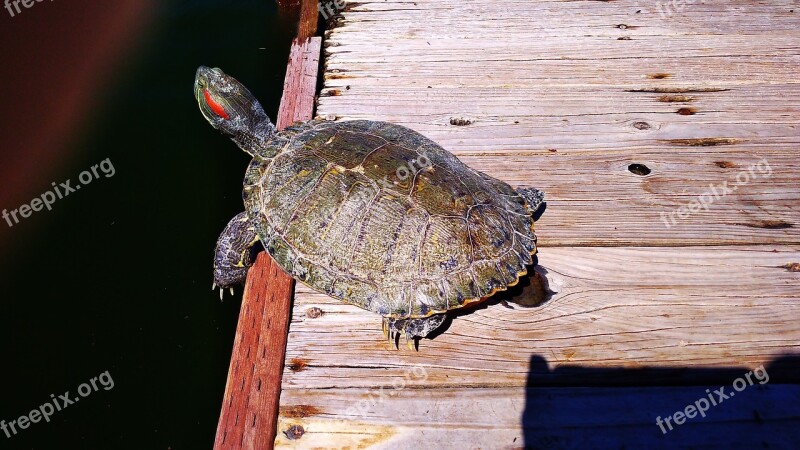 Turtle Lake In Goodyear Az