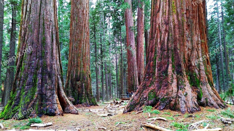 Usa Park Sequoia Free Photos