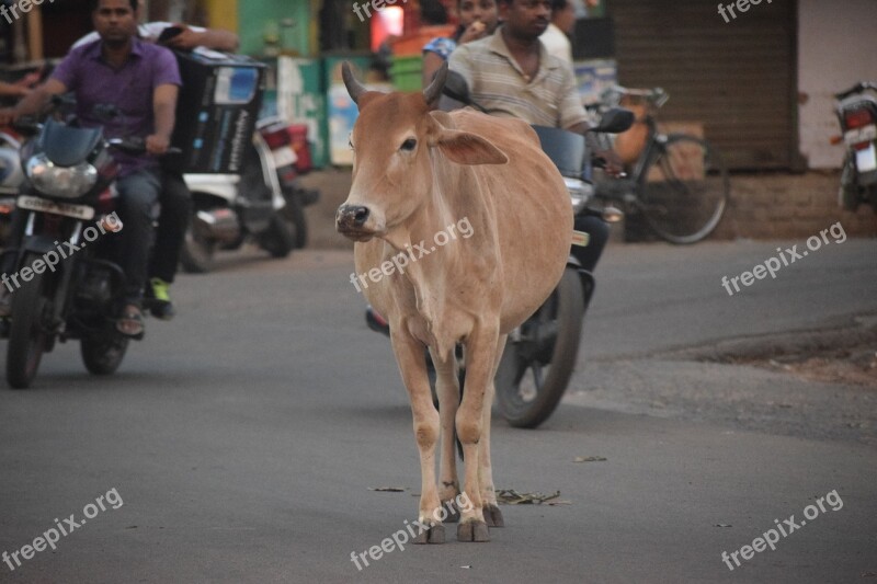 Cow Street Road City Traffic